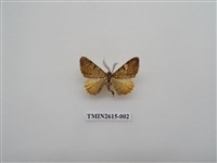 藏品(尺蛾134)的圖片